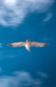 Artistic blur of a seagull in flight against a clear blue sky.