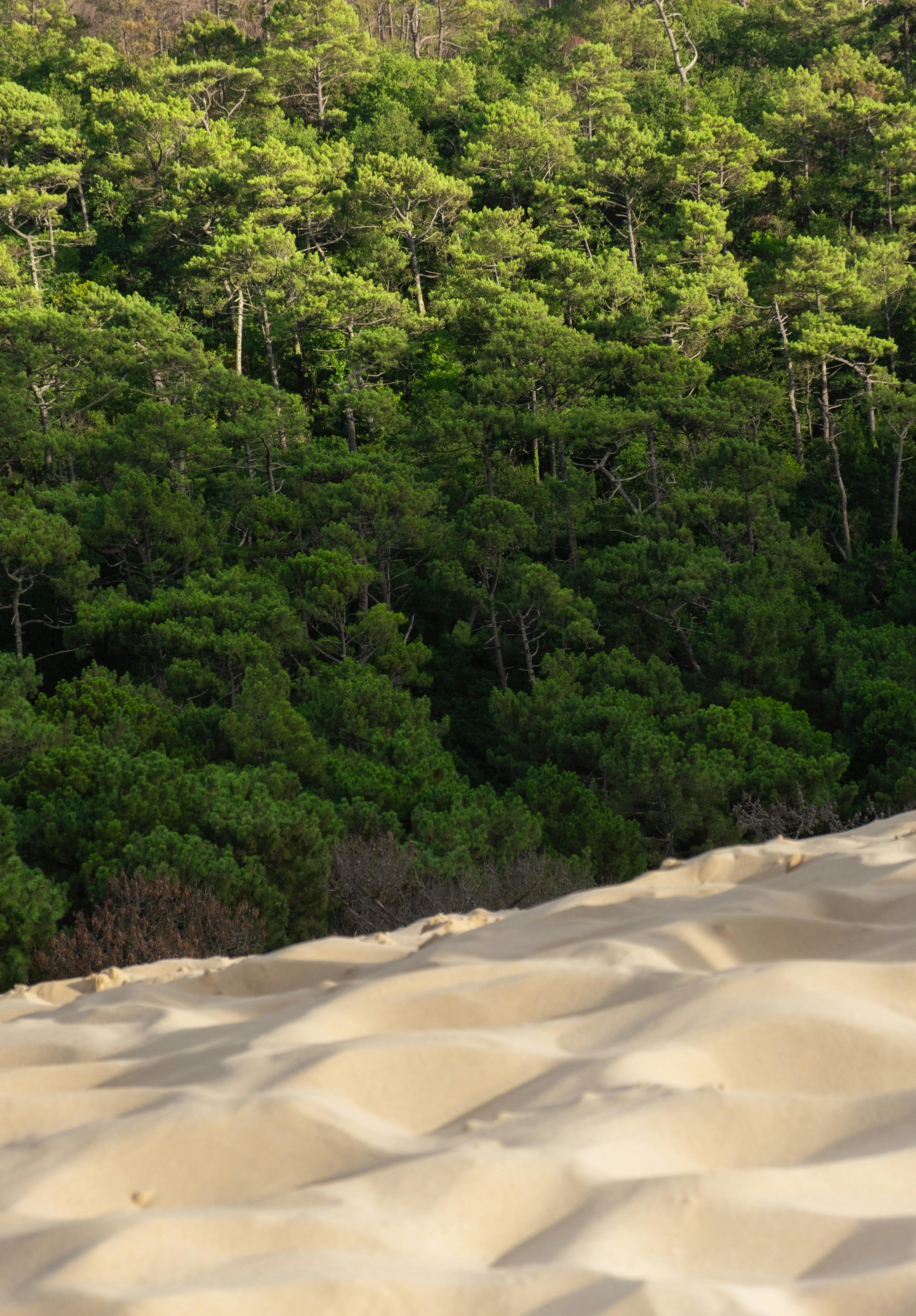 Contrasting scene of vibrant forest edge meeting soft desert sand dunes under daylight.