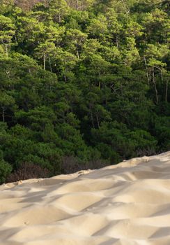 Contrasting scene of vibrant forest edge meeting soft desert sand dunes under daylight.