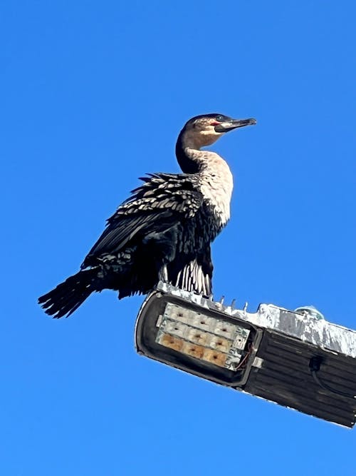 Ingyenes stockfotó a tenger felett, agulhas, Fokváros témában