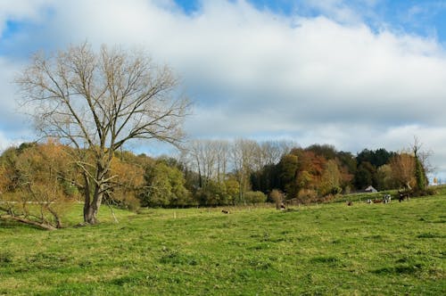 Cows Grazing on Fenced Pasture