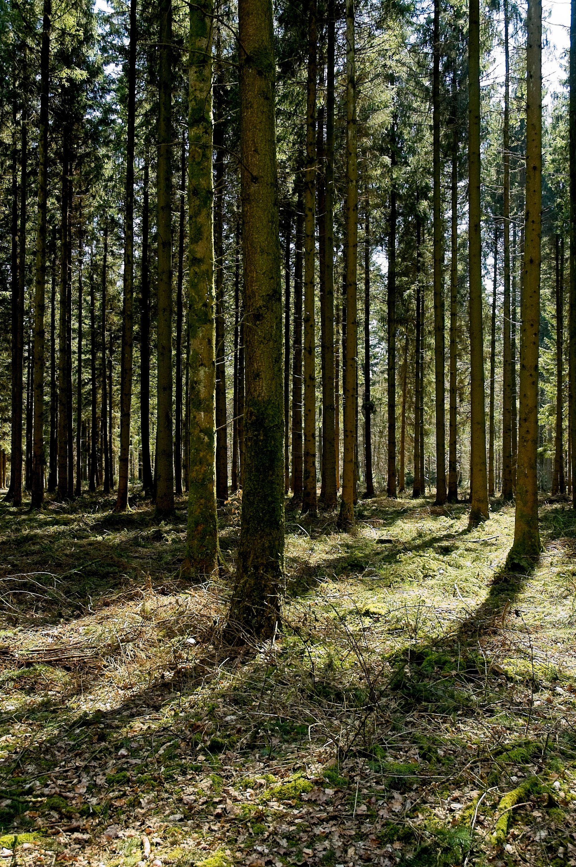 Dense Conifer Forest · Free Stock Photo