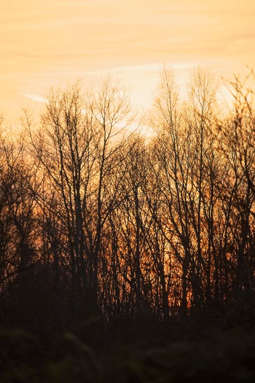 Free Silhouetted trees create a striking pattern against a vibrant golden sunset, capturing nature's serene beauty. Stock Photo