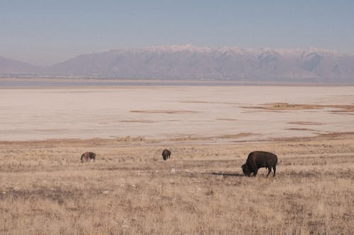 Buffaloes on Prairie