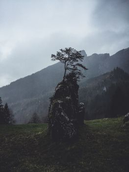 瑞士阿尔卑斯山内费尔斯附近，雾气缭绕的岩石上生长着一棵孤独的树，构成了一幅风景