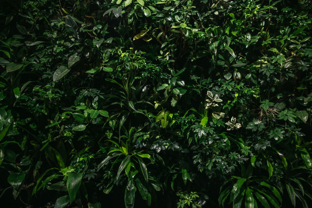 vibrant wall of lush green leaves and plants creating a dense forest l