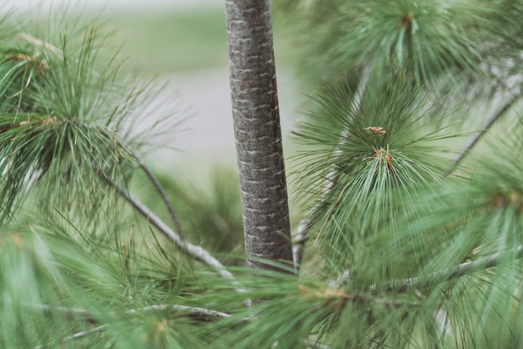 Bough Of Conifer Tree