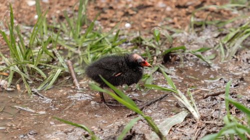 Free A detailed image of a moorhen nestling walking on wet ground, showcasing wildlife in its natural environment. Stock Photo