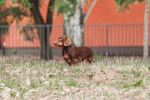 Dachshund on Grass