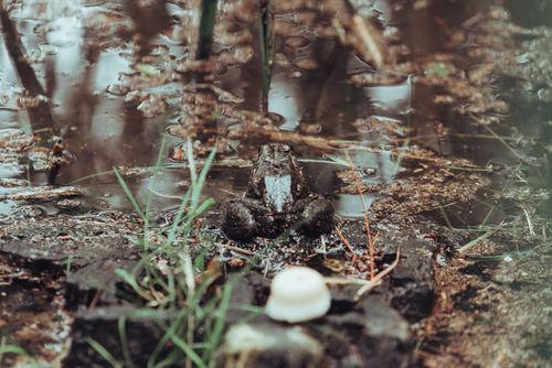 Free Close-up shot of a frog sitting by a muddy wetland, displaying its natural habitat. Stock Photo