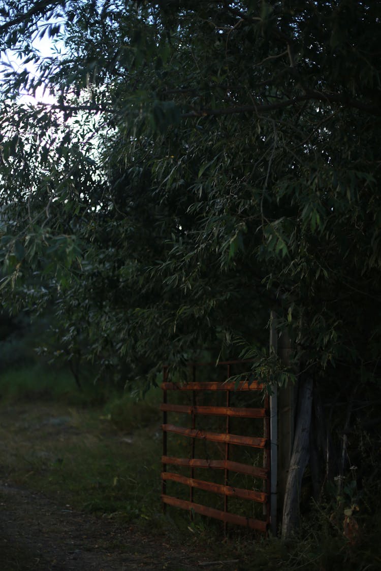 Trees Over Orchard Gate