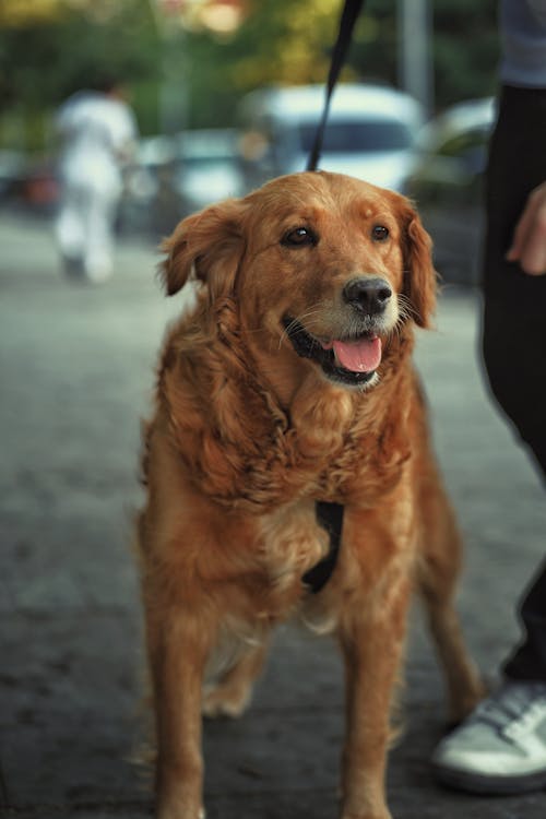 Portrait of Labrador Retriever