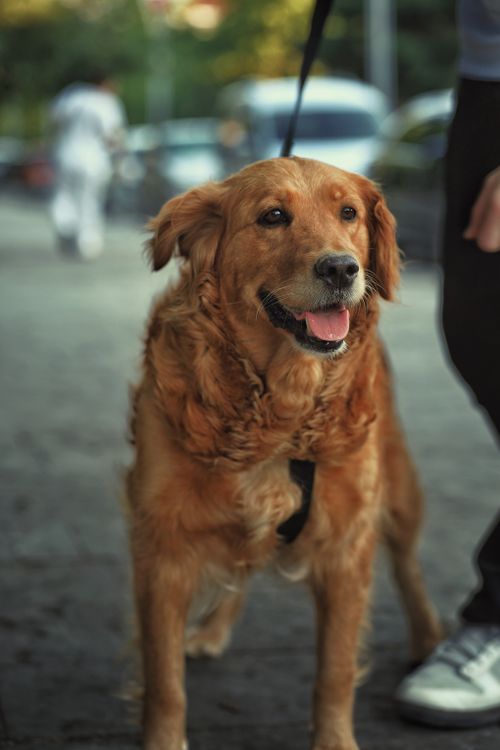 Free A friendly golden retriever on a city street, captured in a vertical portrait. Stock Photo