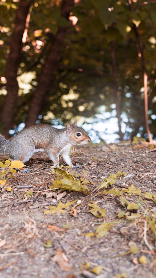A squirrel friend