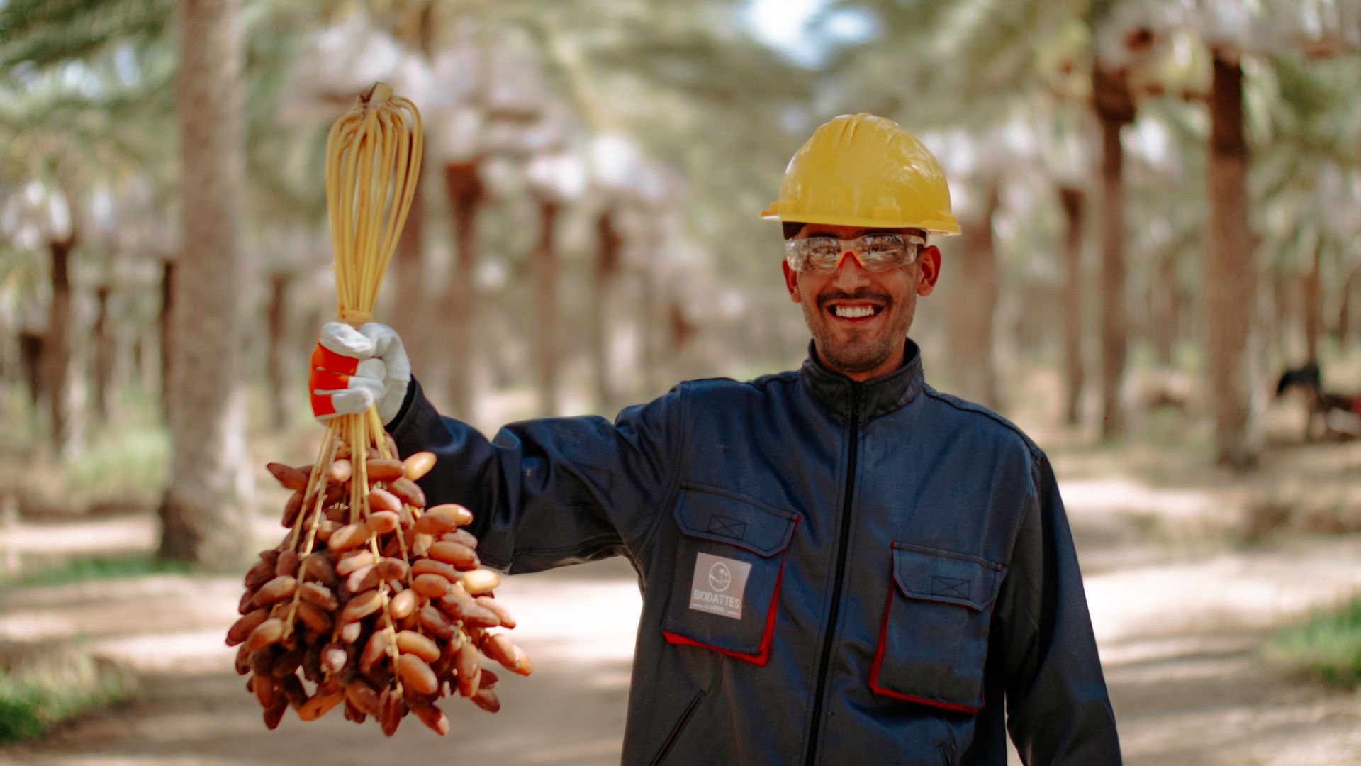 A smiling worker in protective gear holds a bunch of dates in a palm grove in Biskra, Algeria.