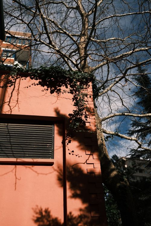 Free Red wall of urban building with ivy and tree shadow in afternoon light. Stock Photo