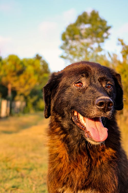 Gratis lagerfoto af dyrefotografering, hoved, hund