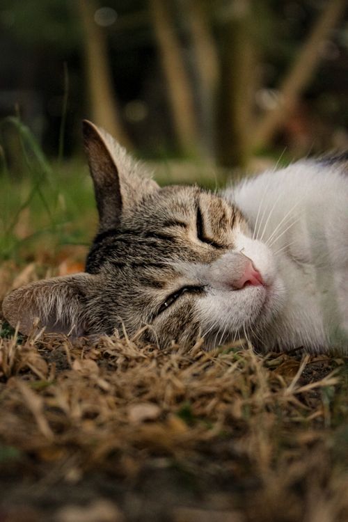 Free Close-up of a cat lying peacefully on grass in an outdoor setting. Stock Photo