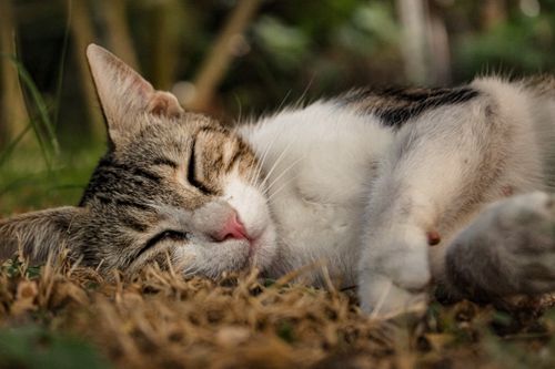 Free Adorable shorthaired cat peacefully napping on grass in a serene outdoor setting. Stock Photo