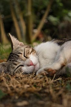 A serene shorthaired cat sleeping peacefully on grass in a sunny park.