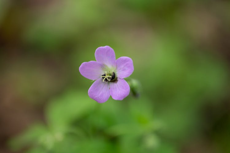 Close Up Of Purple Flower