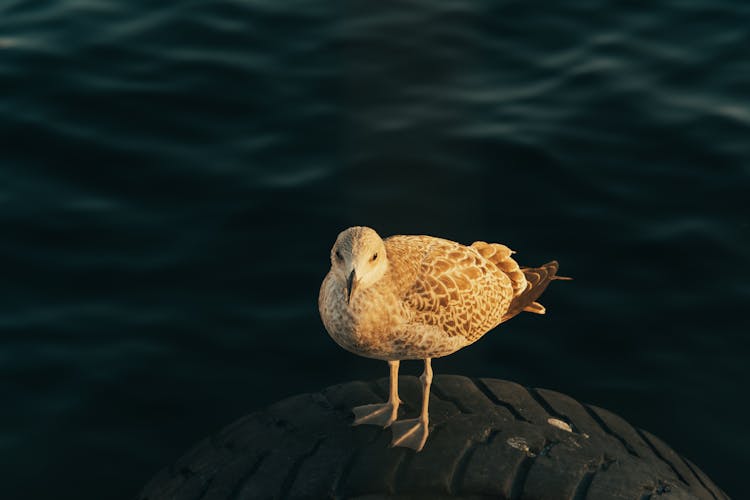 Young Seagull Standing On A Car Tyre 