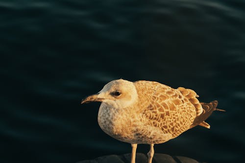 Close up of Seagull