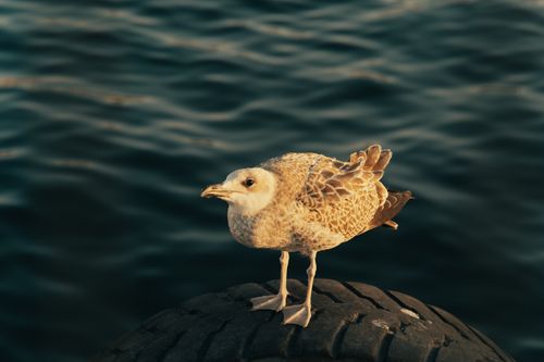 Free A seagull stands on a tire with the sea in the background, captured in warm light. Stock Photo