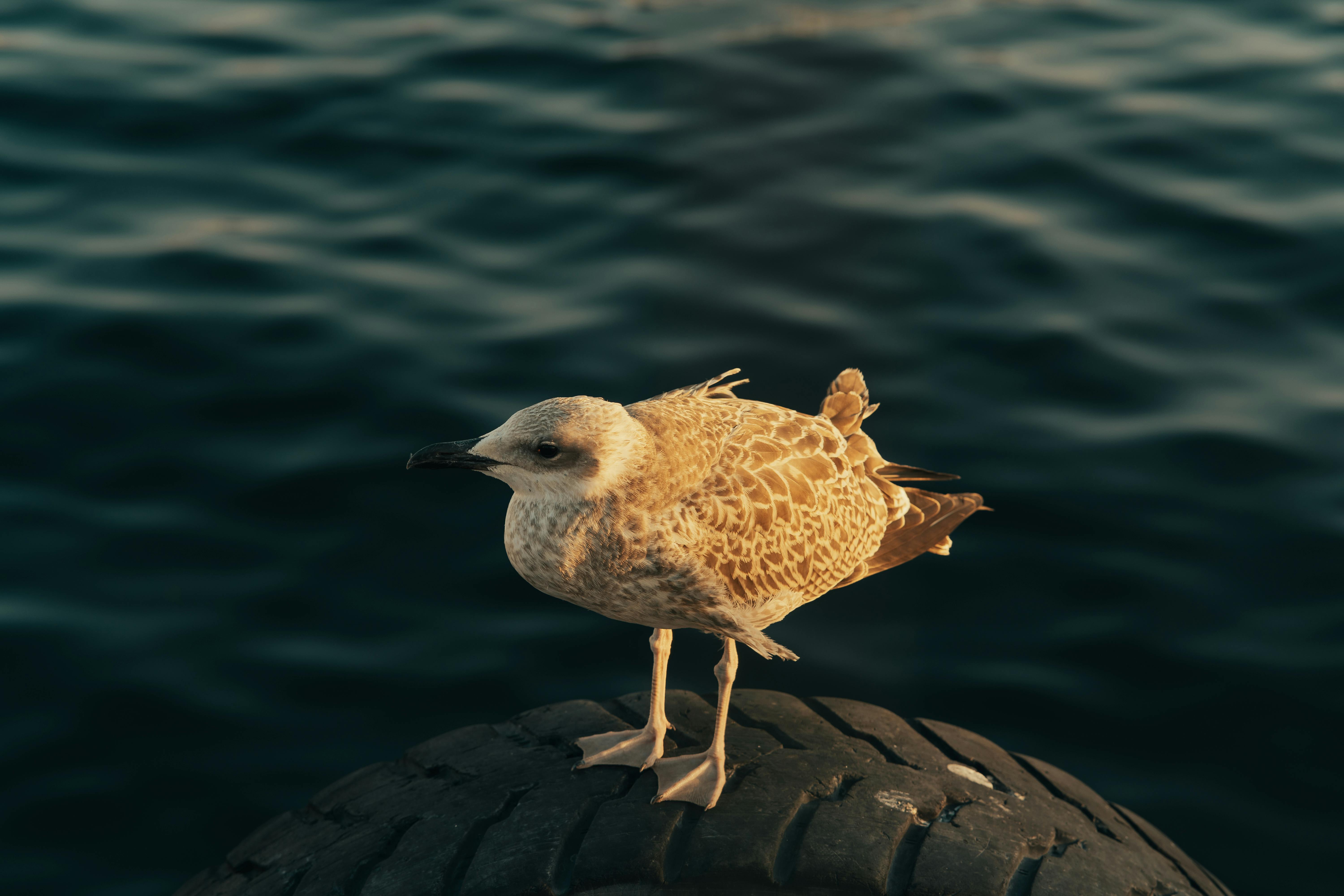 Seagull Floating in Bay next to Buoy · Free Stock Photo