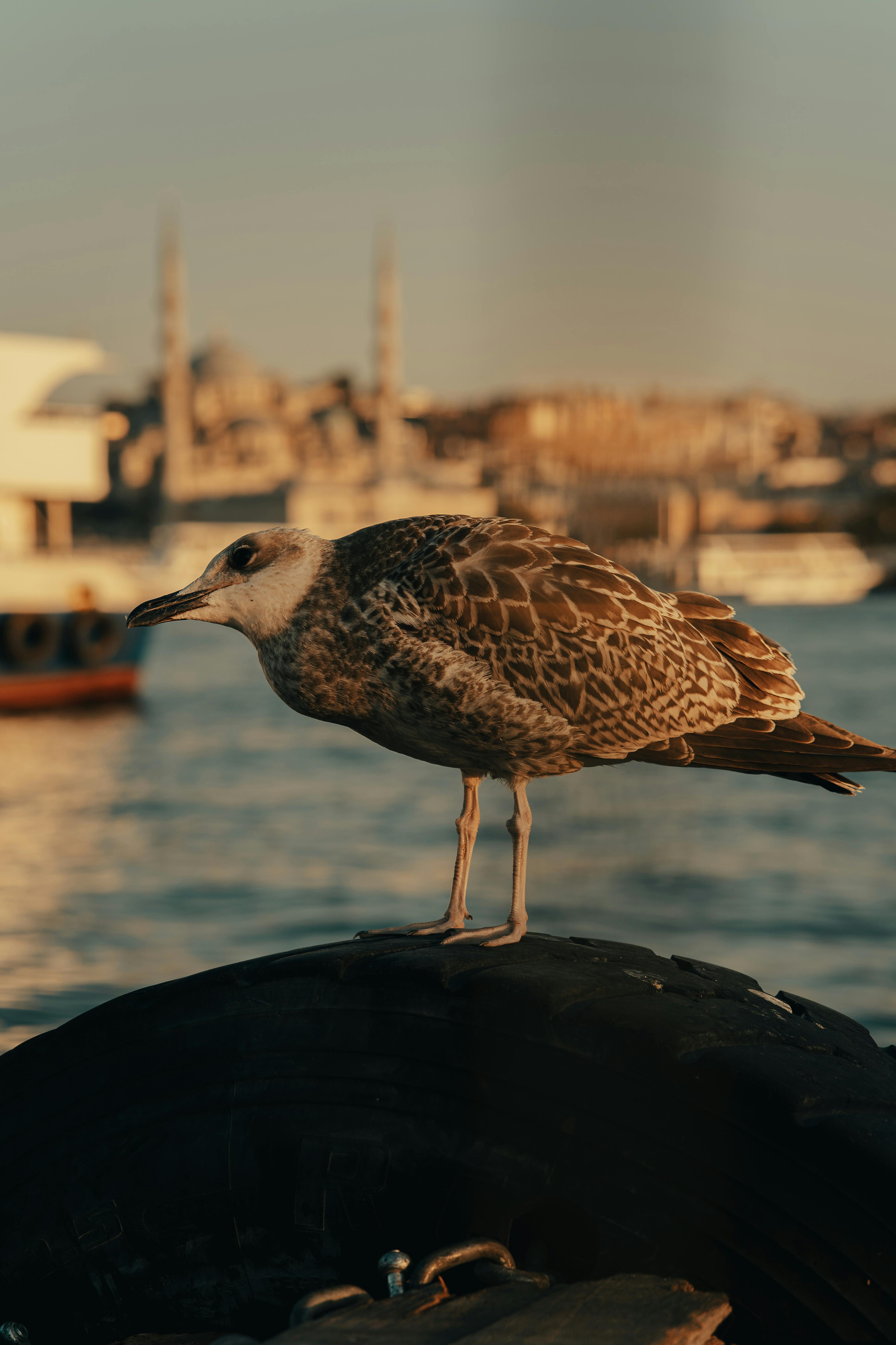 Gratuit Photos gratuites de architecture, aube, aviaire Photos