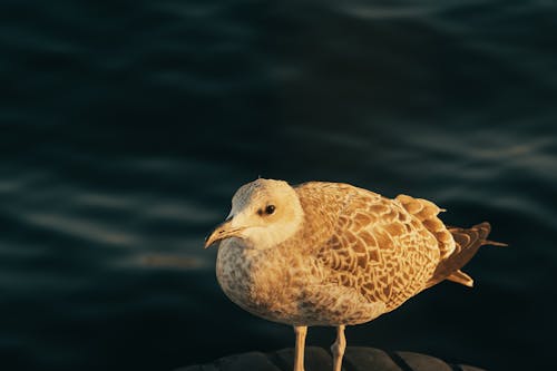 Close up of Seagull