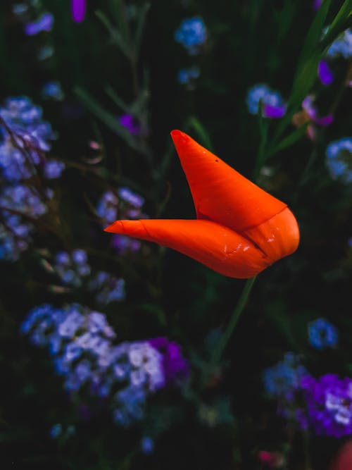 Kostnadsfri bild av blomma bakgrund, damtulpan, makrofoto