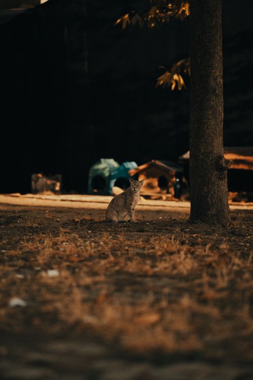 Free A solitary cat sitting in a park under a tree, lit by warm autumn light. Stock Photo