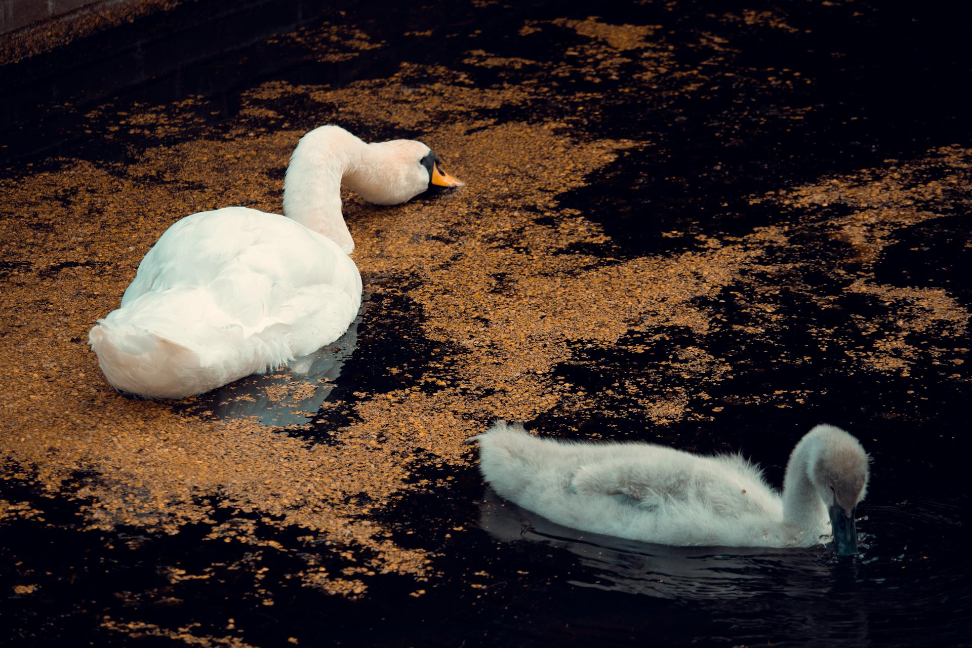 Adult and cygnet swans relaxing on Volendam lake waters.