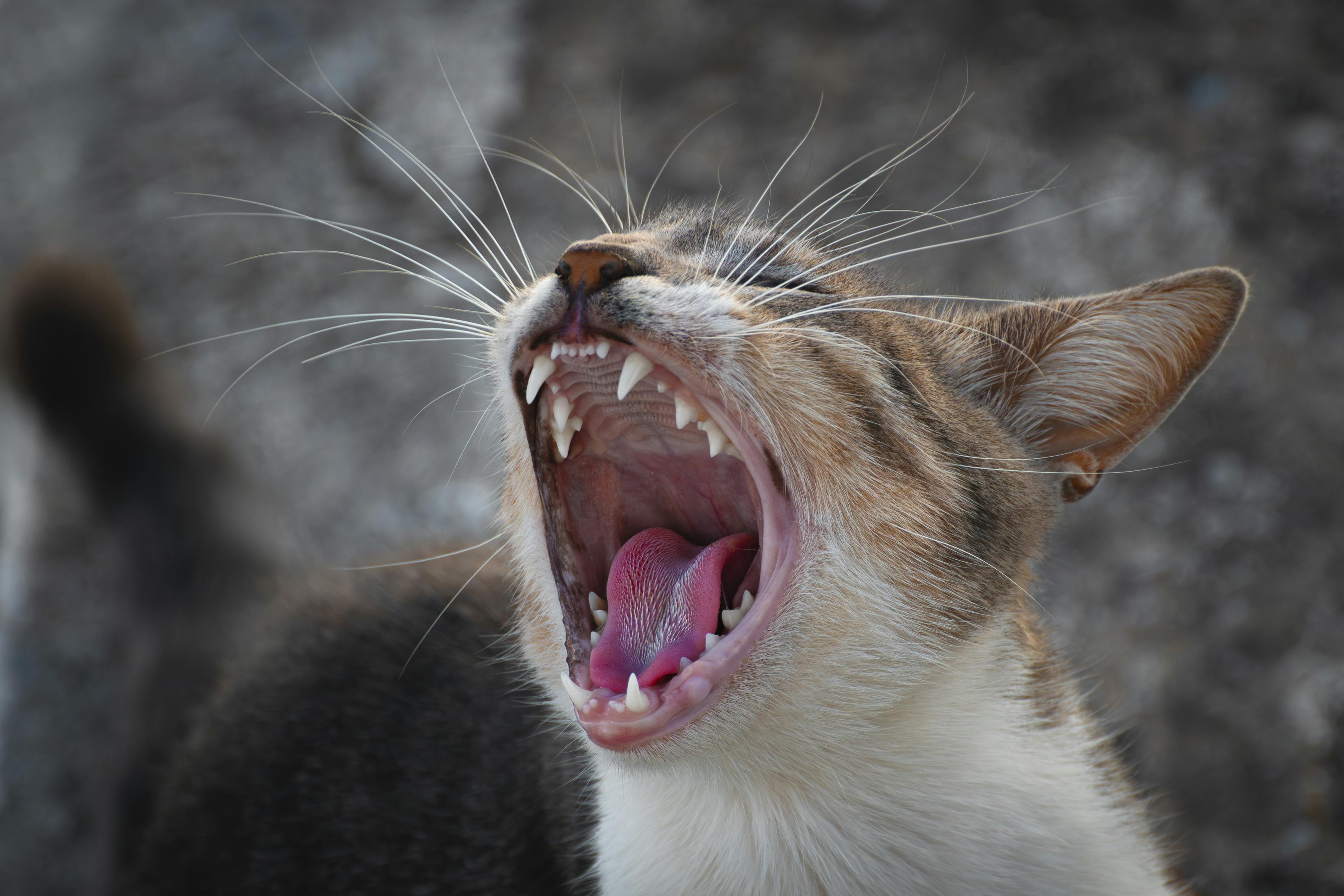Pet Oral Health Supplements Surge as Clinical Evidence Strengthens Category — Photo by Mahmoud Yahyaoui on Pexels