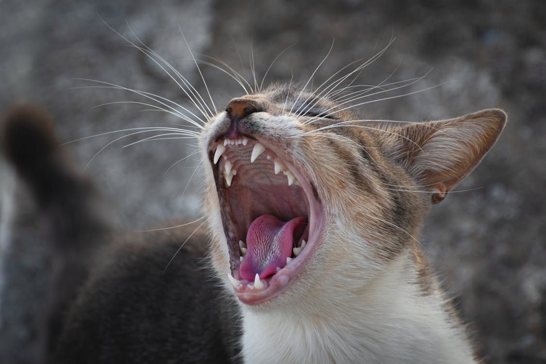 Understanding Feline Dental Health - Prevention and Treatment 1 feline dental health
