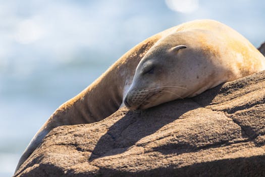 A serene seal sleeping on a sunlit rock by the ocean, captured in vibrant detail.