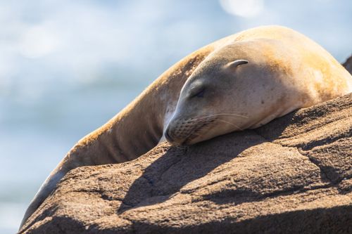 Free A serene seal sleeping on a sunlit rock by the ocean, captured in vibrant detail. Stock Photo