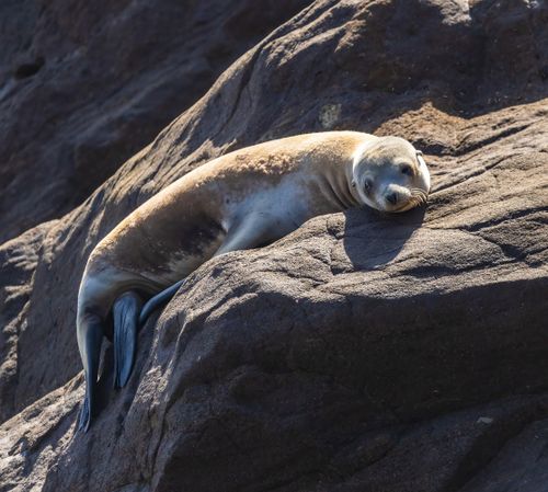 Free A seal basking in sunlight while lying on a rocky surface. Perfect for wildlife enthusiasts. Stock Photo