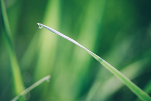 Free stock photo of dew, green, reed leaf Stock Photo