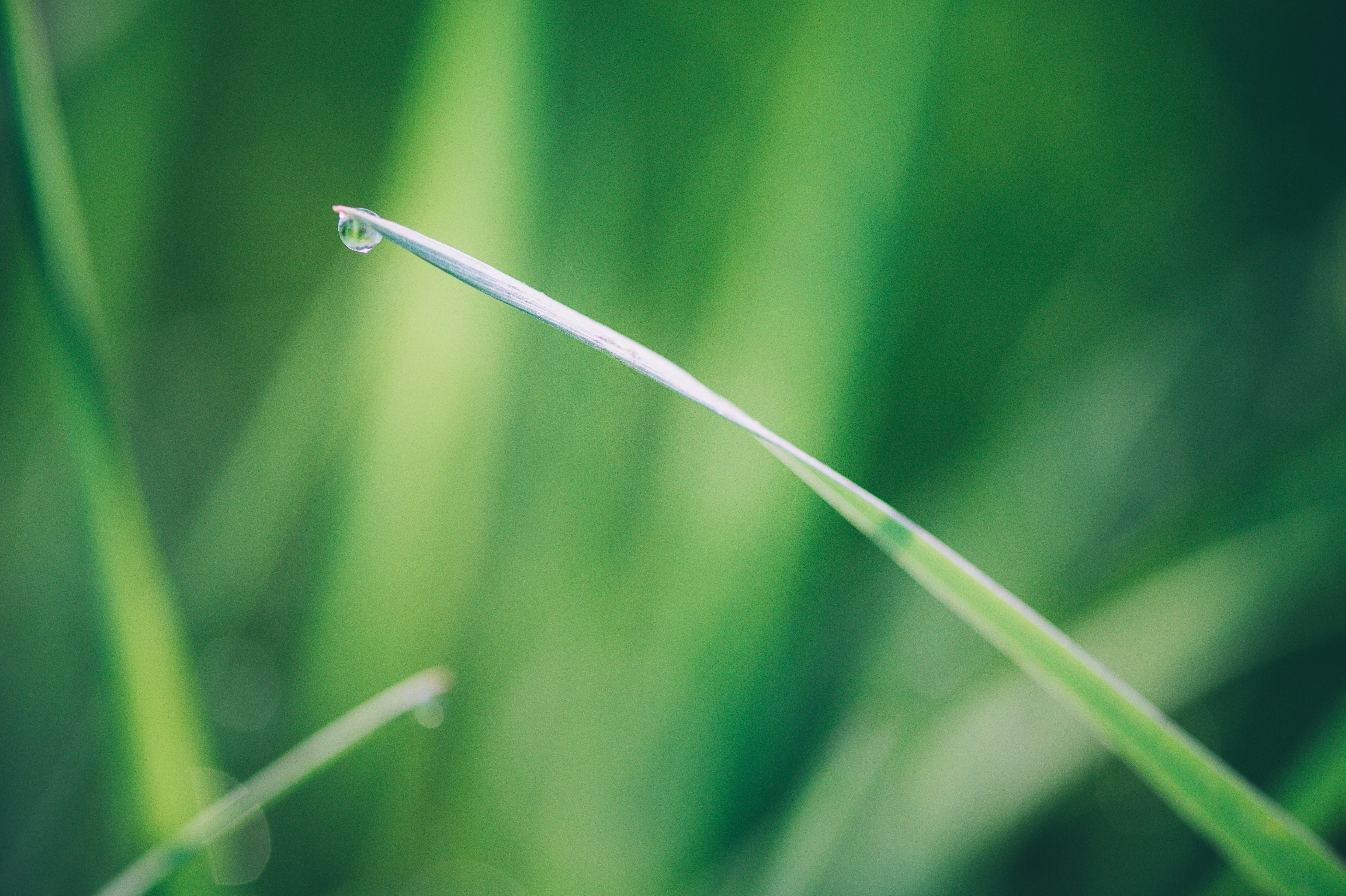 Free stock photo of dew, green, reed leaf