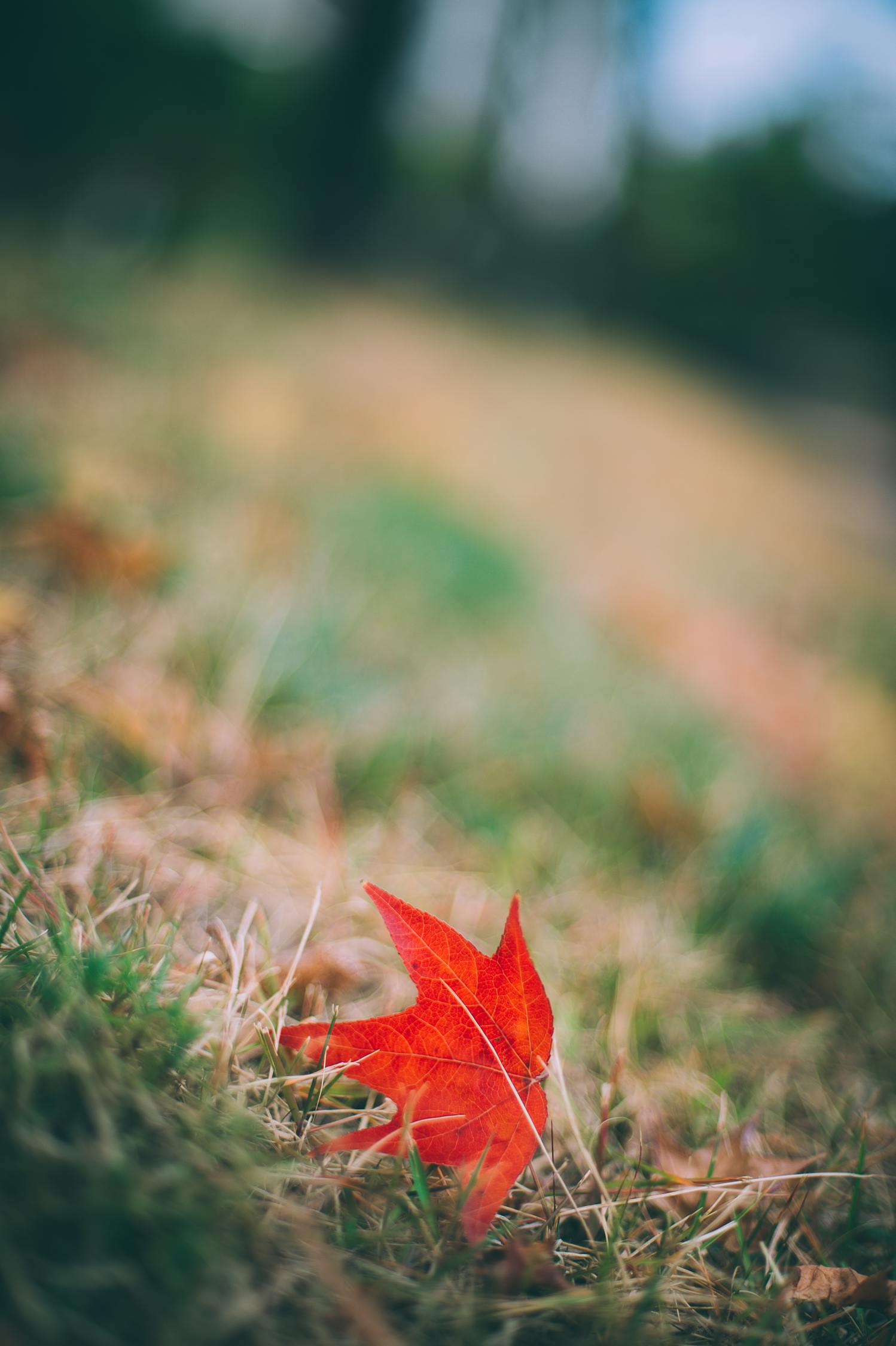Free stock photo of maple leaves, red