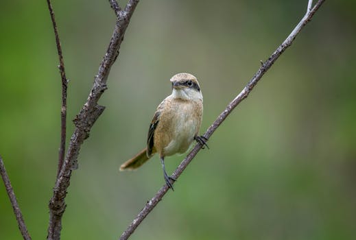 A Grey-Backed Shrike perching on a branch against a blurred green background, captured in the wild.