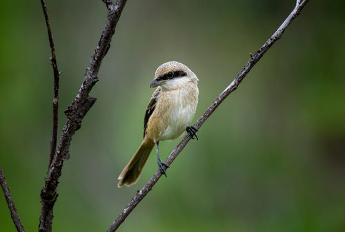 Free A brown shrike perches on a branch, showcasing wildlife beauty in a natural green setting. Stock Photo