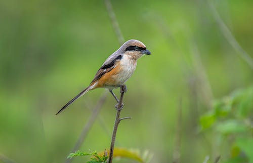 Fotos de stock gratuitas de alcaudón de lomo gris, fauna, fotografía de animales