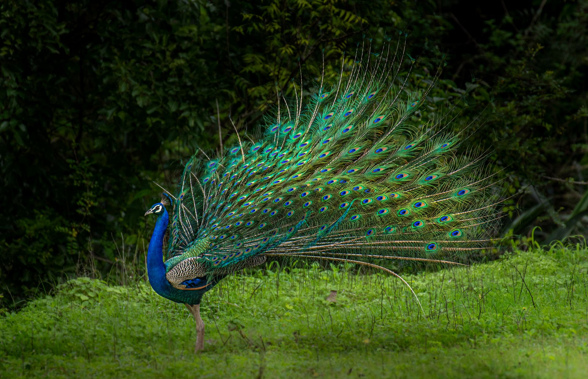 Proud Peacock Standing on Grass