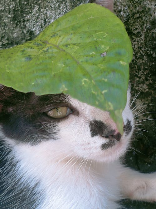 Gratis arkivbilde med bicolor katt, blad, bladhue