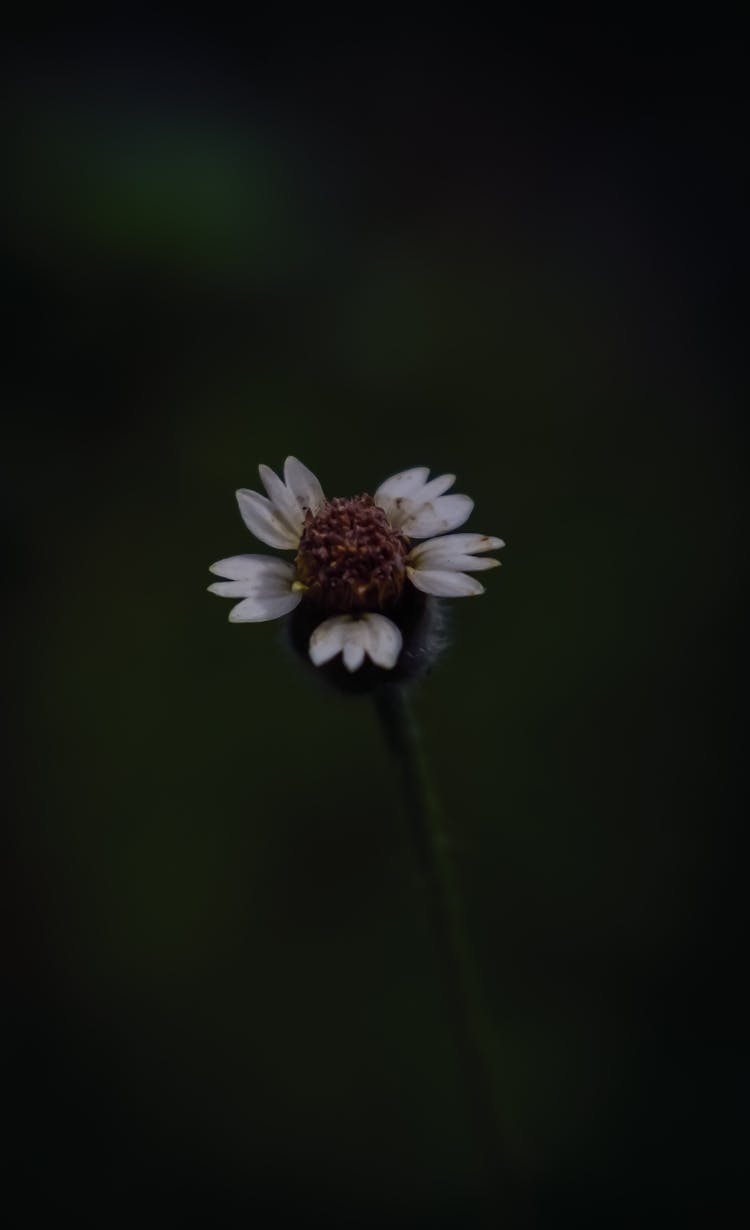 Flower Of Coatbuttons Plant