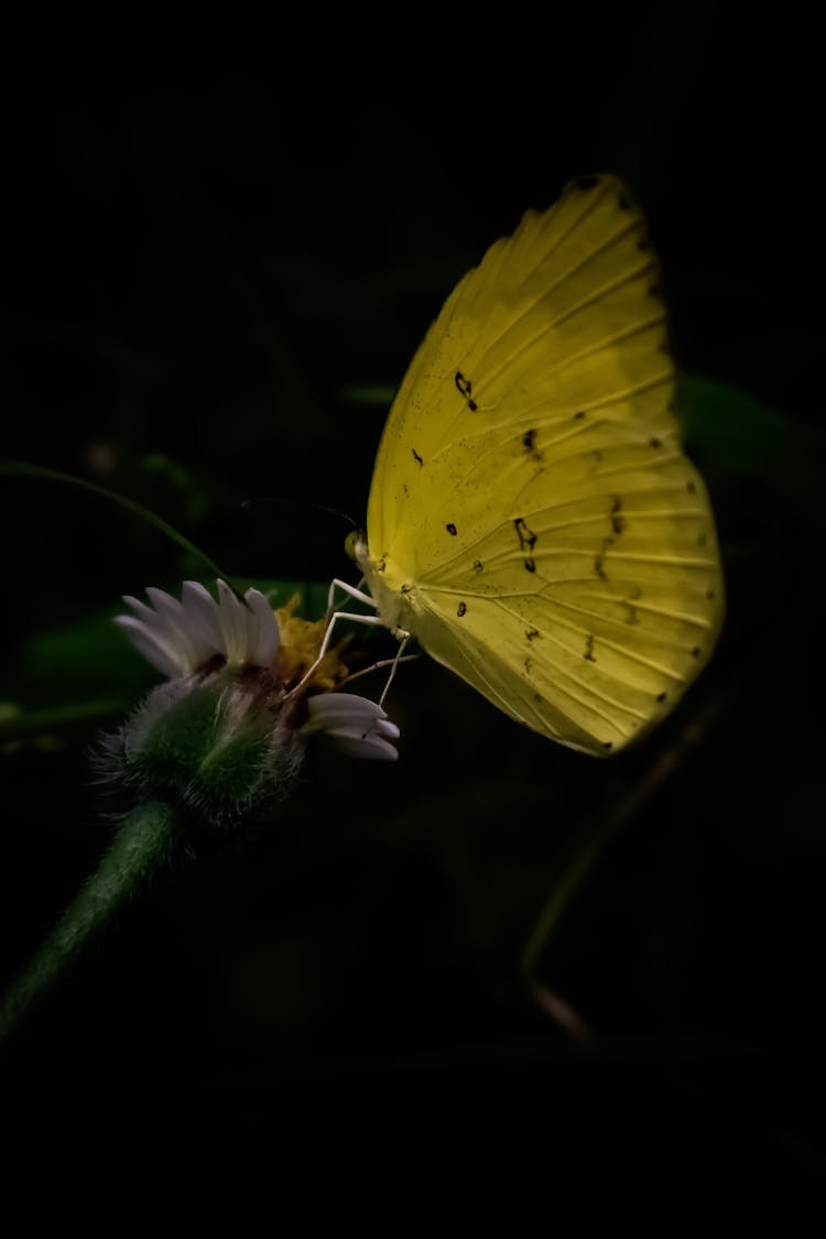 Yellow Butterfly On Flower