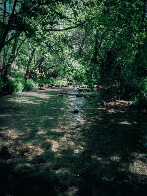Free A tranquil forest creek flowing through lush greenery in Adıyaman, Türkiye. Stock Photo